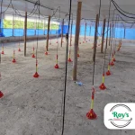 Bebedero universal para pollo y gallina - Imagen 2